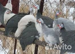 Утята, гусята, цесарята. Утки,Гуси,Цесарки