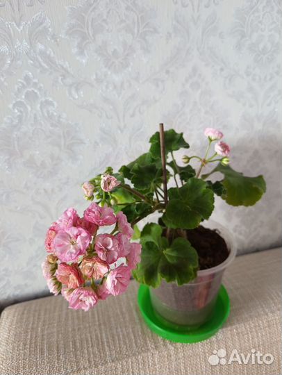 Пеларгония анна жанет