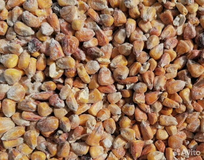 Зерно пшеница, ячмень