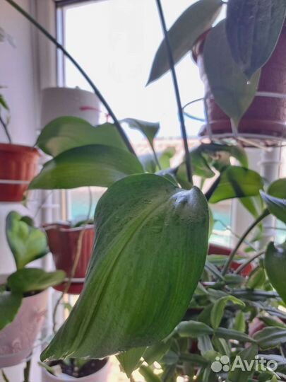 Эухарис-белоснежная комнатная лилия