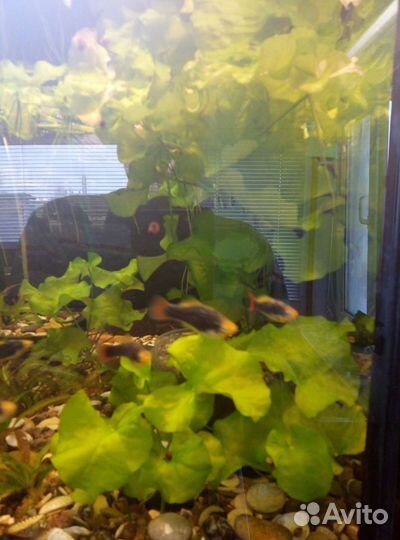 Рыбки и растения