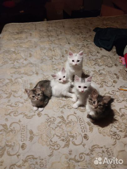 Отдам котят в добрые руки