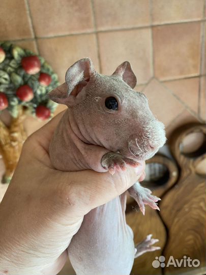 Морские свинки скинни