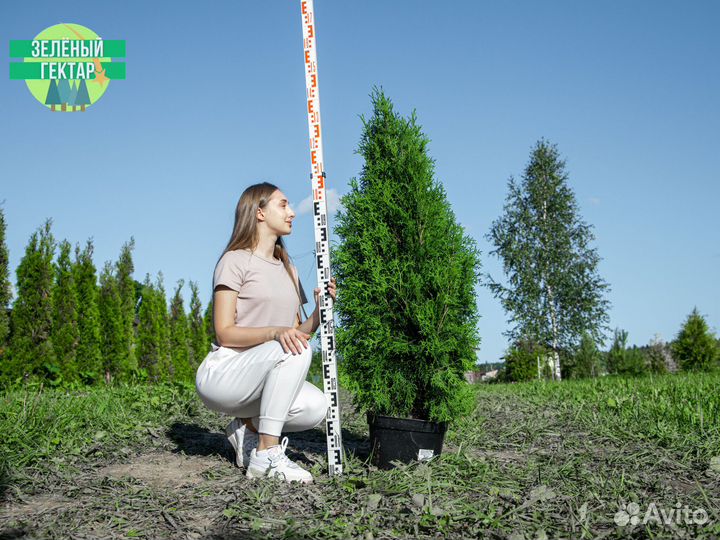 Туя колумна 120 см свежая копка 2023