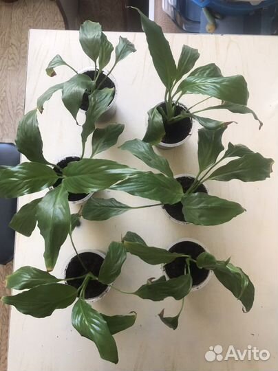 Комнатные цветы