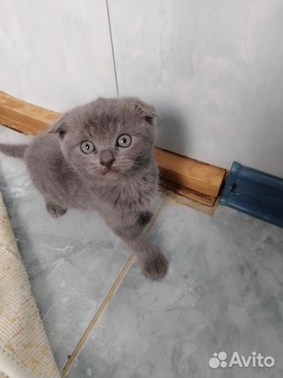 Кошка с котятами