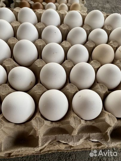 Домашние куриные яйца