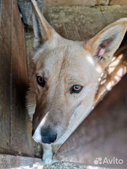 Метис овчарки