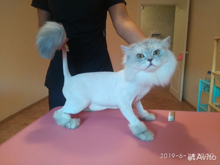 Груминг,стрижки собак