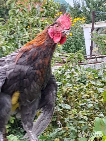 Петушки породы Маран и Амераукана