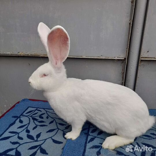 Продажа кроликов