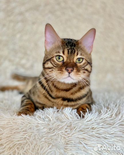 К’отель «4 лапки» передержка кошек и собак