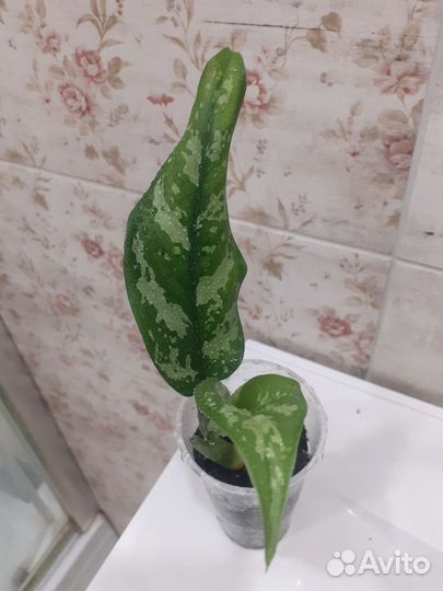 Аглаонема мария