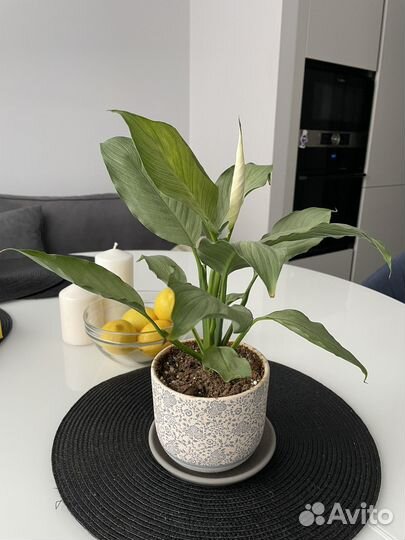 Спатифиллум spilt milk широкий лист, гофра