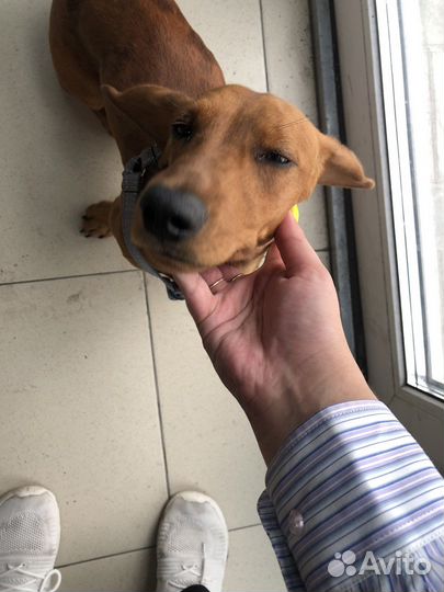 Такса мальчик бесплатно