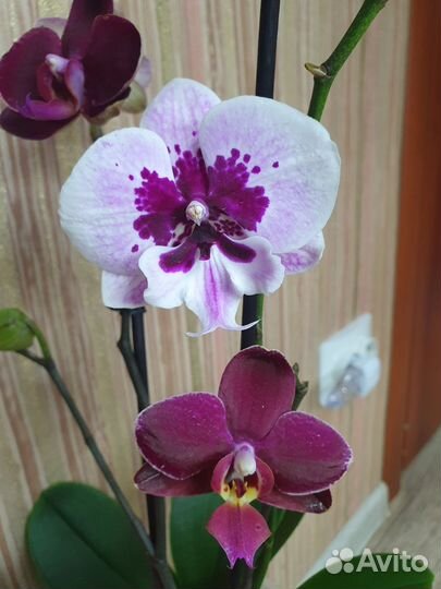 Сортовые орхидеи фаленопсис