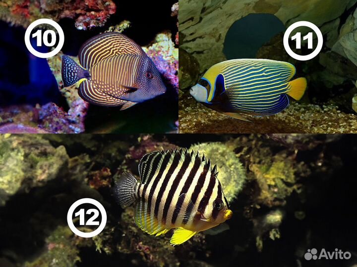Морские рыбки