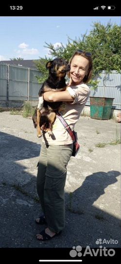 Удивительная собака в добрые руки