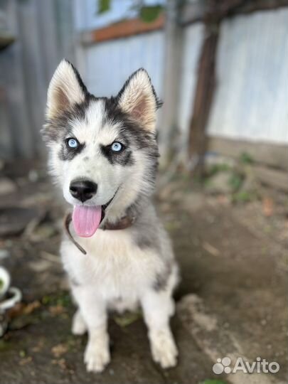 Сибирский хаски девочка