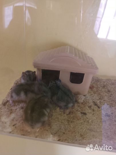 Джунгарский хомяк