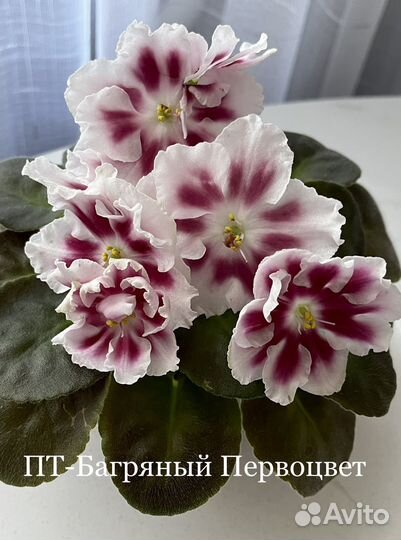 Сортовые фиалки