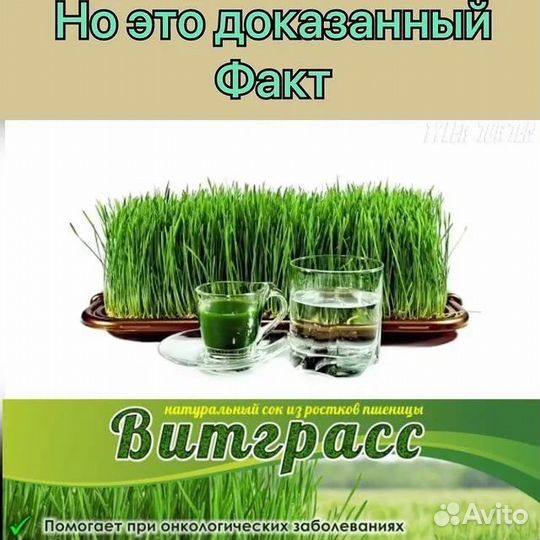 Витграсс-Хлорофилл против Рака