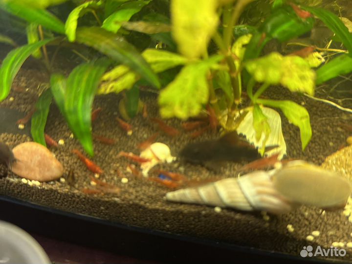 Аквариумные растения, креветки вишни, улитки