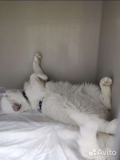 Котик ищет дом