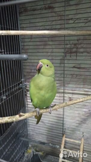 Ожереловый попугай