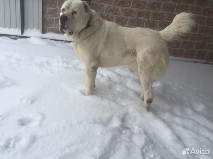 Щенки алабая