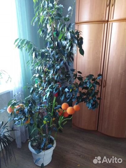 Продать растение