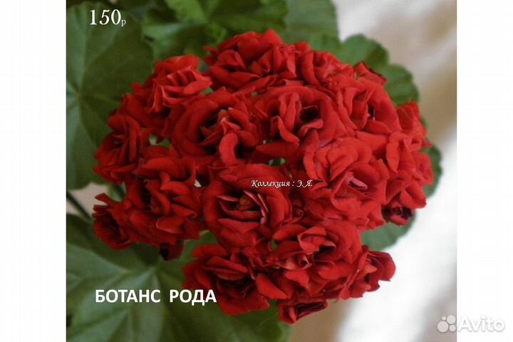 Пеларгонии сортовые, Список. Доставка Почта