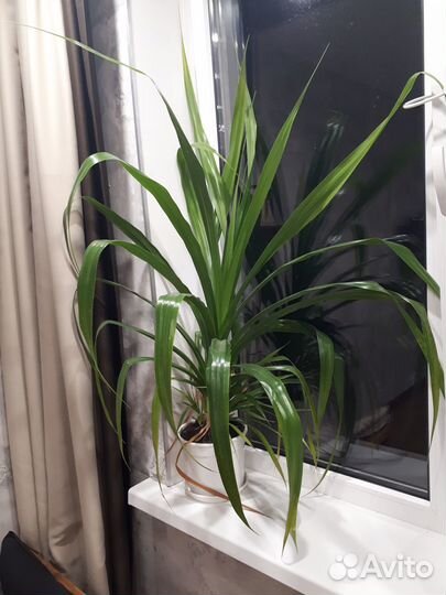 Живые цветы в горшках