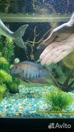 Цихлида Северун