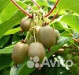 Актинидия Аргута Иссаи (ж/м) 2 летка