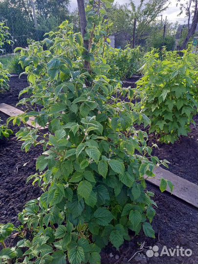 Малина желтая ремонтантная оранжевое чудо