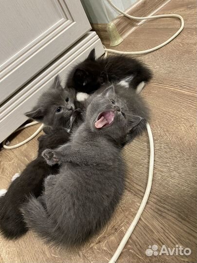 Котята