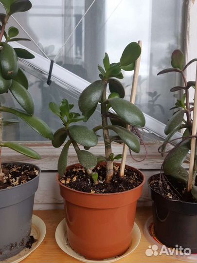 Денежное, Юкка, эсхинантус, манки