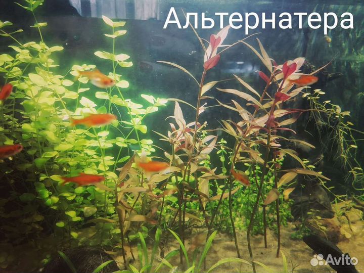 Аквариумные растения