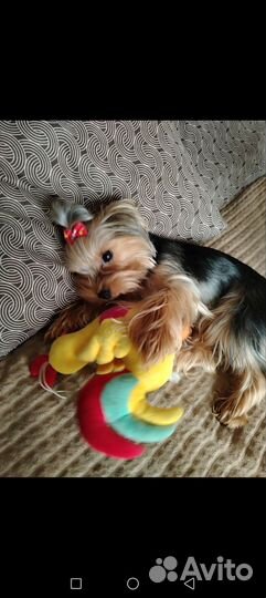 Йоркширский терьер щенки готовы к бронированию