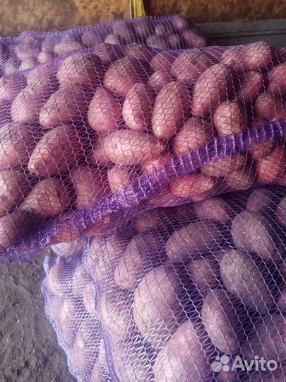 Картофель на зиму