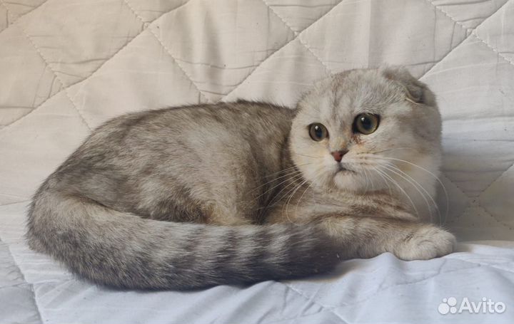 Вислоухая кошечка