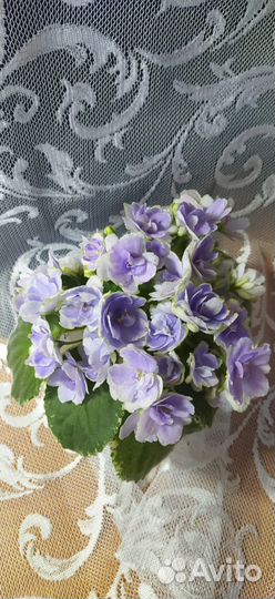 Фиалки (сенполии)