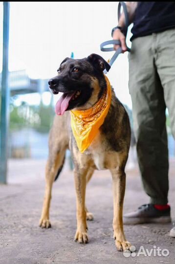 Добби грустит в клетке