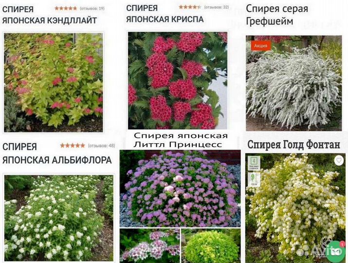 Декоративные кустарники