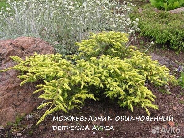 Можжевельник Горизонтальный (распростертый)