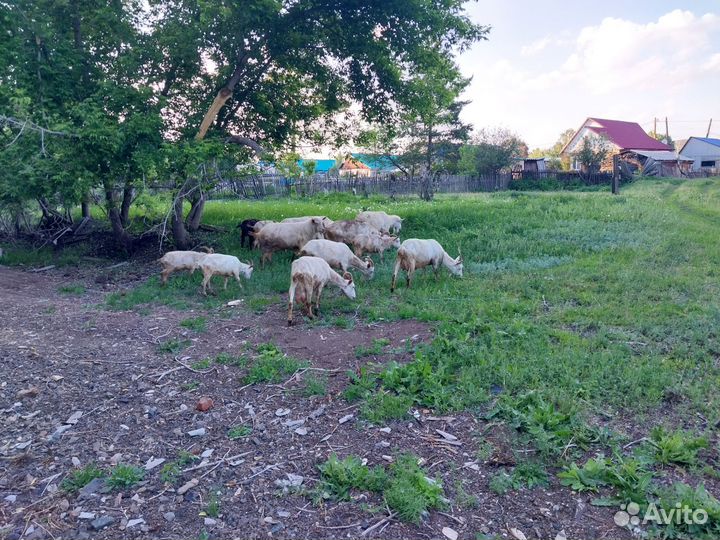 Молочные козы