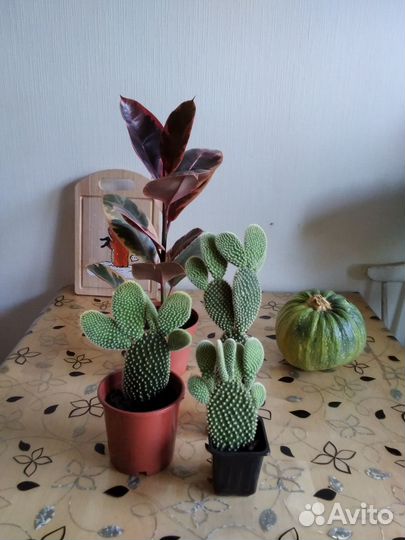 Опунция, фикус