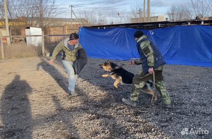 Дрессировка собак, кинолог