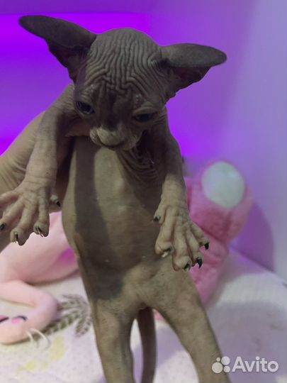 Канадский сфинкс